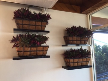 The-gallery - Living Green Indoor Plant Hire