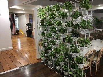 The-gallery - Living Green Indoor Plant Hire