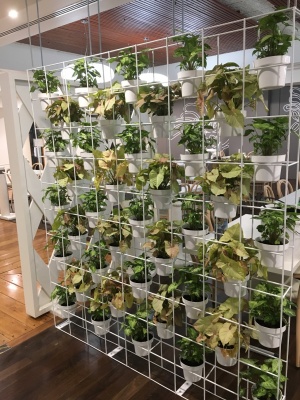 The-gallery - Living Green Indoor Plant Hire