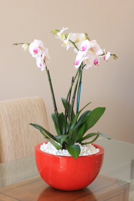 The-gallery - Living Green Indoor Plant Hire