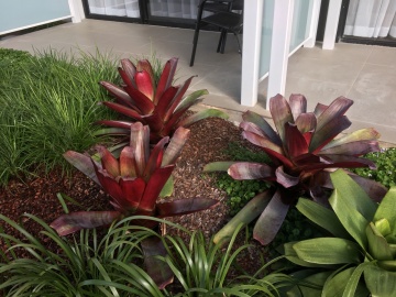 The-gallery - Living Green Indoor Plant Hire