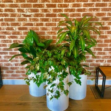 The-gallery - Living Green Indoor Plant Hire