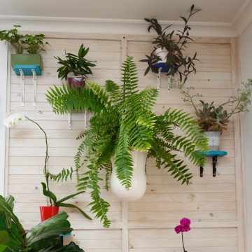 The-gallery - Living Green Indoor Plant Hire