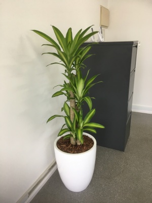 The-gallery - Living Green Indoor Plant Hire