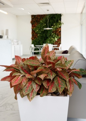 The-gallery - Living Green Indoor Plant Hire