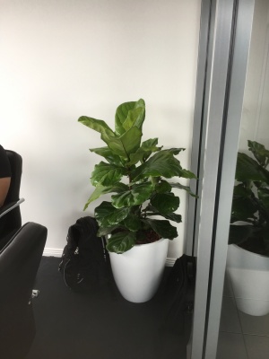 The-gallery - Living Green Indoor Plant Hire