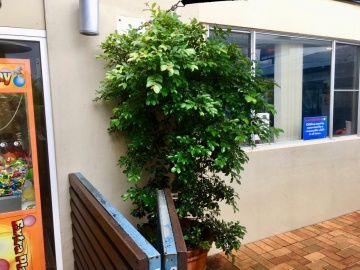 The-gallery - Living Green Indoor Plant Hire