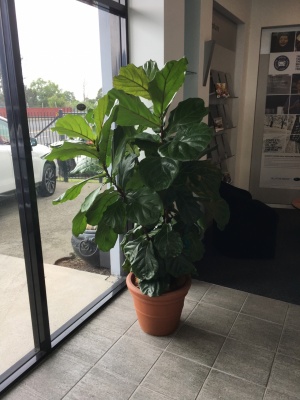 The-gallery - Living Green Indoor Plant Hire