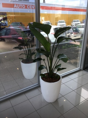 The-gallery - Living Green Indoor Plant Hire