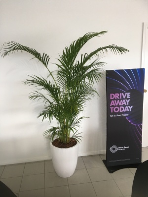 The-gallery - Living Green Indoor Plant Hire