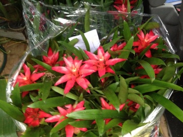 The-gallery - Living Green Indoor Plant Hire