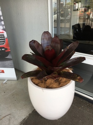 The-gallery - Living Green Indoor Plant Hire