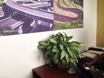 The-gallery - Living Green Indoor Plant Hire