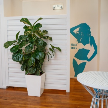 The-gallery - Living Green Indoor Plant Hire