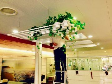 The-gallery - Living Green Indoor Plant Hire