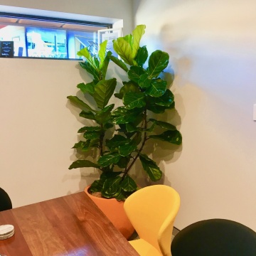 The-gallery - Living Green Indoor Plant Hire