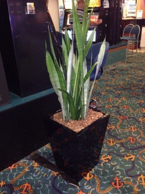 The-gallery - Living Green Indoor Plant Hire