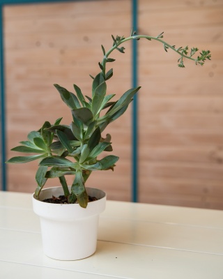 The-gallery - Living Green Indoor Plant Hire