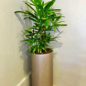 The-gallery - Living Green Indoor Plant Hire