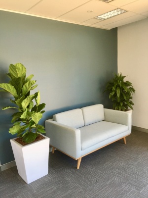 The-gallery - Living Green Indoor Plant Hire