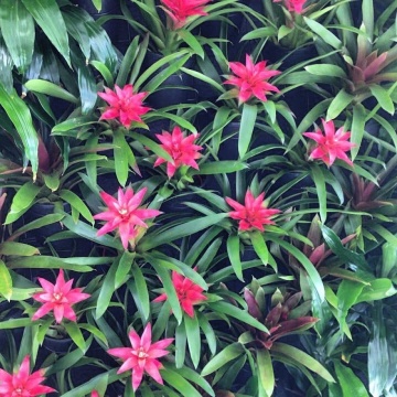 The-gallery - Living Green Indoor Plant Hire