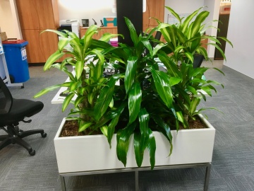 The-gallery - Living Green Indoor Plant Hire