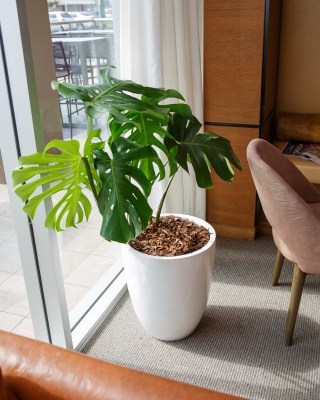 The-gallery - Living Green Indoor Plant Hire