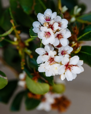 The-gallery - Living Green Indoor Plant Hire