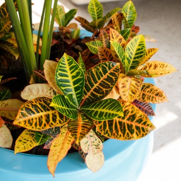 The-gallery - Living Green Indoor Plant Hire